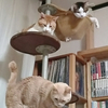 三者三様w
