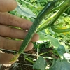 収穫間近・・・。