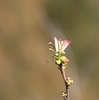 そろそろ、「桜」の「開花宣言」が・・・。