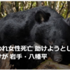 【まさにクマイシス？！……10／19　クマ異常出没、各地でクマによる人身被害多発、女性死亡事故も】＃592