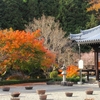 紅葉２０２２  當麻寺 