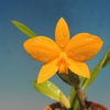 Cattleya Kathrin Röllke　(coccinea. 'Pumpkin Star' x neokautskyi 'Sunset Glow')