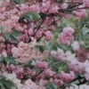 photo：ぼた餅サイズの桜