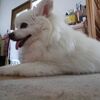 犬のクッシング症候群は薬なしで治る