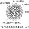 新型コロナウィルスの詳細が分かる記事