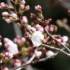 【春分の日】桜が開花するかな？明日は祭日仕事休み！休みを満喫する予定は？