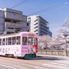 松川べりの桜電車