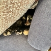 サビ猫さんは直射日光が苦手？