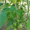 自家採種したトマトの成長記録　⑤　　隠れていた形質が出てきたのか？