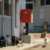 玄海諸島のねこさん