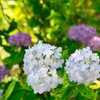矢田寺色とりどり紫陽花の写真を一部紹介