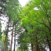 岩手県岩泉町、二升石下和野「山王神社のヒノキアスナロ」です！！