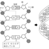 【生物基礎】第２章　遺伝子とその働き（遺伝子とは何か）
