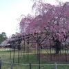 桜散歩　上賀茂神社〜植物園