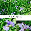 アヤメ（１）　  大好きな花の１つアヤメ，しかしこの花，紛らわしいことが大好き？　紛らわしさ1.　アヤメ / カキツバタ / ハナショウブ　見分けられない．　2.　「いずれアヤメかカキツバタ」は花札の呼び方にも影響　　カキツバタ /　万葉集　かきつばた，きぬにすりつけ，ますらをの，きそひかする，つきはきにけり　大伴家持