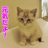 子猫の可愛さは反則ですね！2016年10月30日