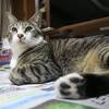 新聞の下もいいよね