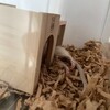 くるみあん1038日目