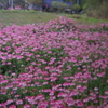 4月8日誕生日の花と花言葉