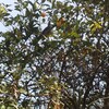 今日は、昭島若手落語会