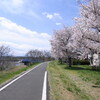 入間川の桜　2014