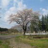 本日の桜