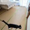 猫のために部屋の模様替えをしてみました