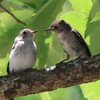 JR福知山線）有馬富士公園。コサメビタキ（＋幼鳥、餌やり）、センダイムシクイ（幼鳥）、ホオジロ、ヒバリ、ヤマガラ（幼鳥）、ソウシチョウ、コチドリ。蛾、ヒョウモンエダシャク、ホタルガ。トンボ：オニヤンマ。