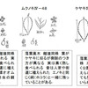 長門のエノキとムクノキのこと