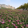 開封市ではもうすぐ菊があちこちで咲き乱れるはず＼(^o^)／第39回菊花文化祭開幕！