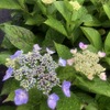 額 紫陽花20240611