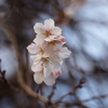 平年より遅い「十月桜」