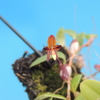Bulbophyllum sp. from.Bicol