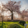 【桜シーズンの予習①】2021年撮影した京桜 ～東山編～