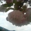 八重桜が綺麗です。