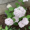 ●ピンクのアナベルが咲き始めました。