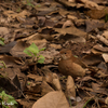 JARDIN BOTANICO カマドドリ