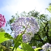 ✿本土寺の紫陽花❗️