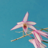 Dendrobium praecinctum x moniliforme( moniliforme x praecinctum ?) Hanakazari 