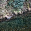 湯来温泉へ緑の川そして、干し柿へ