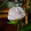 過呼吸、枯れる花