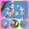 袖ケ浦公園　梅が咲きました(その3)