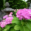 紫陽花