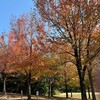 お腹のイボ除去＆近所の公園が紅葉！