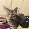 ノエルってどんな意味？