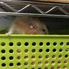 あんずあん49日目