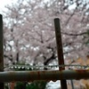 横浜の桜