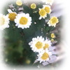 小菊＆ザクロ　（鹿児島県霧島市プリザーブドフラワー・霧島市プリザーブドフラワーウェディングブーケのハートローズ）