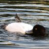 ペンギンの物まねで取り入るぶりっ子キンクロハジロ