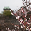 ～≪大阪城公園の梅見と梅園猫(=^・^=)≫～